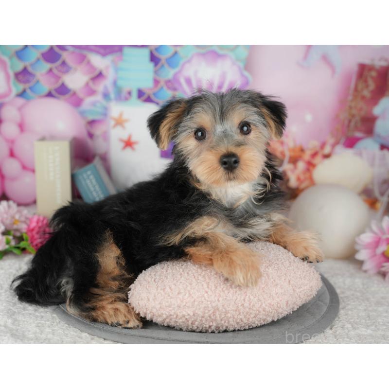 販売中の埼玉県のヨークシャーテリア-448194の2枚目