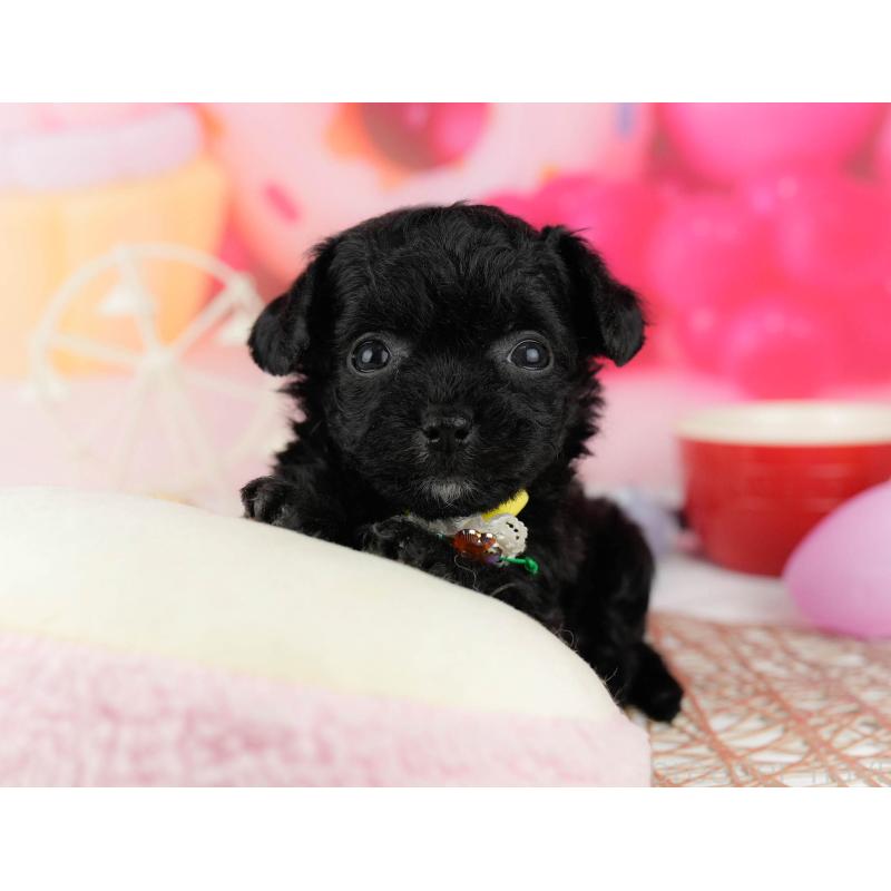 販売中の千葉県のミックス犬-448558の11枚目