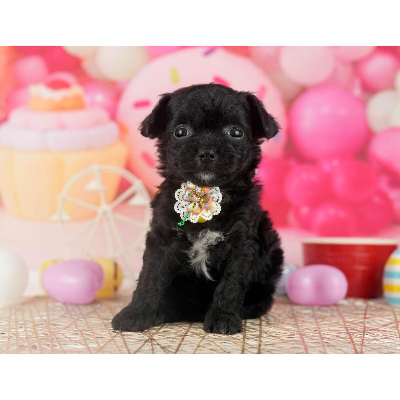 販売中の千葉県のミックス犬-448558の10枚目