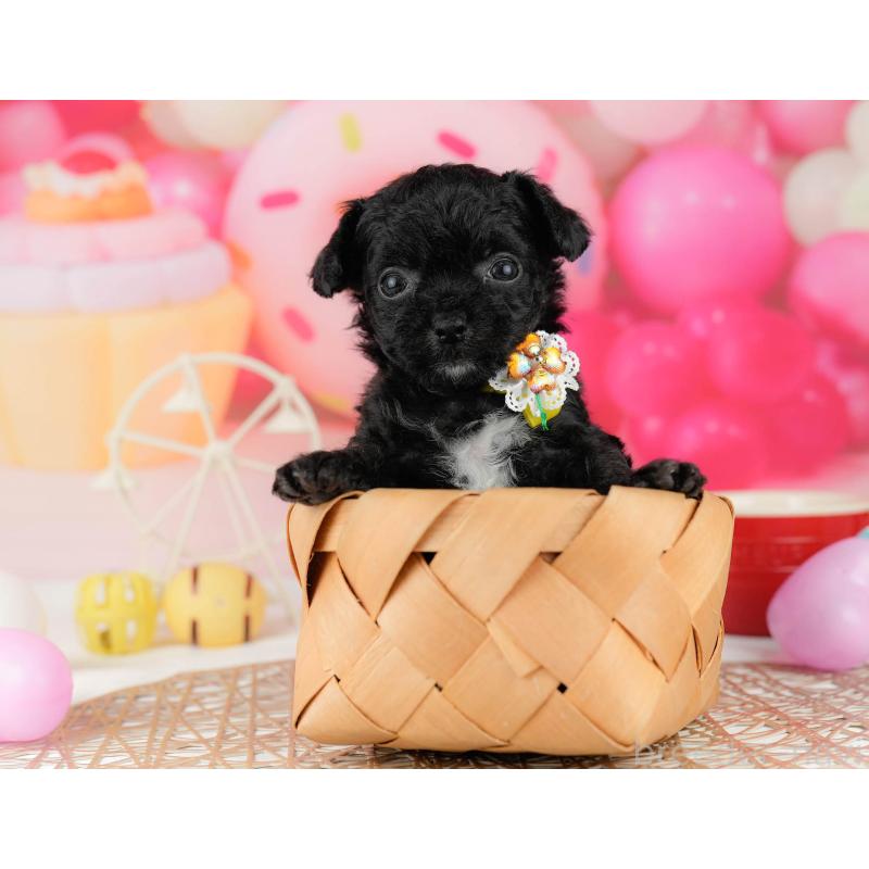 販売中の千葉県のミックス犬-448558の8枚目