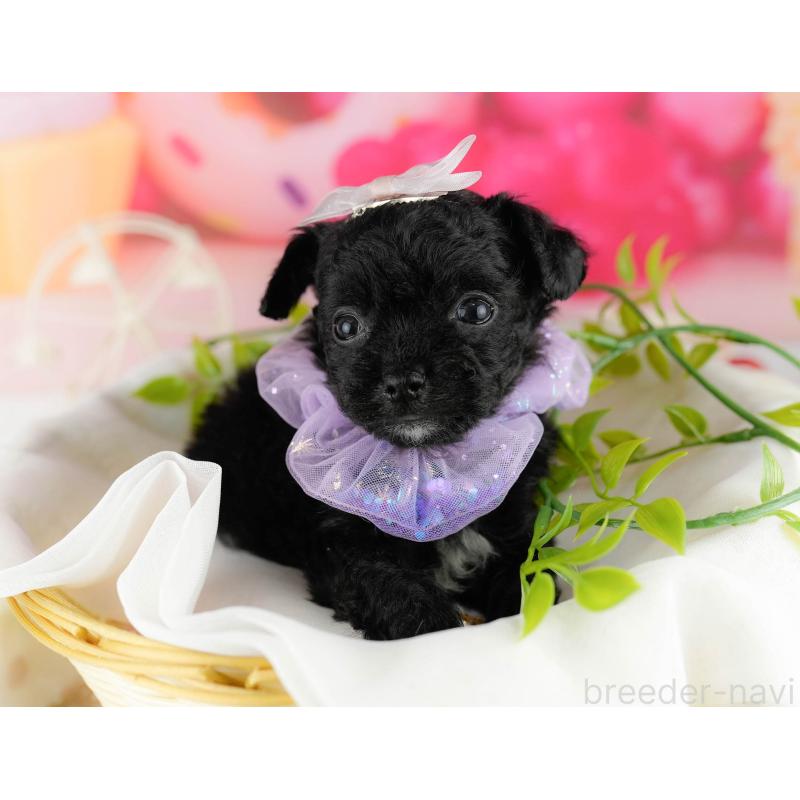 販売中の千葉県のミックス犬-448558の7枚目