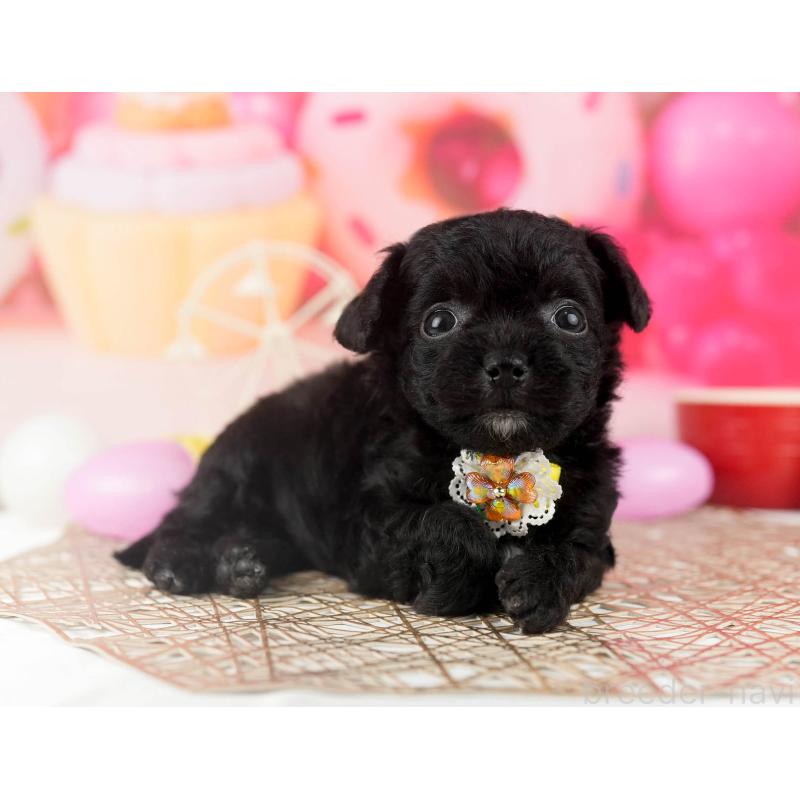 販売中の千葉県のミックス犬-448558の6枚目