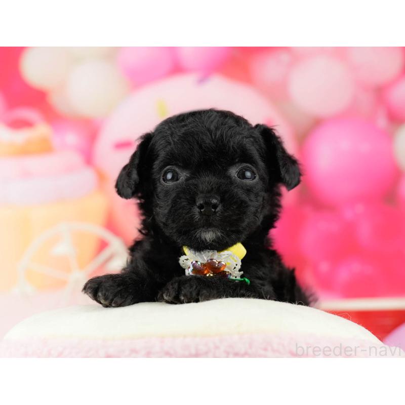 販売中の千葉県のミックス犬-448558の5枚目