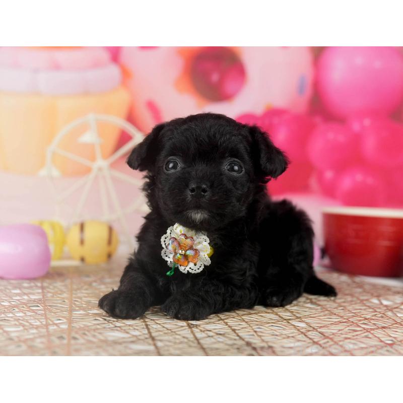 販売中の千葉県のミックス犬-448558の3枚目