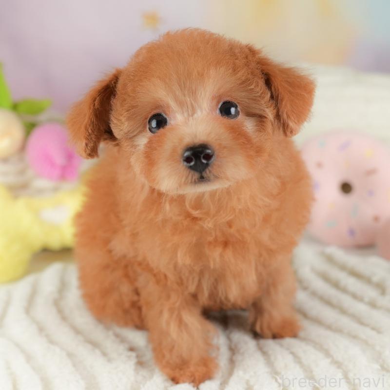 販売中の埼玉県のタイニープードル-448188