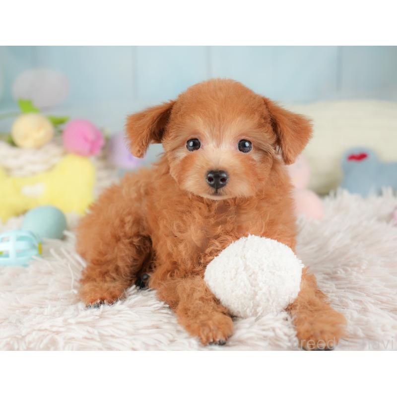 販売中の埼玉県のタイニープードル-448188の12枚目