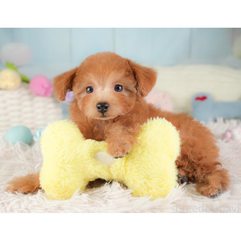 販売中の埼玉県のタイニープードル-448188の11枚目