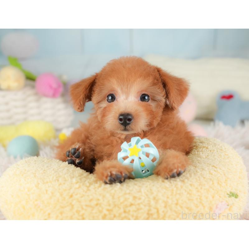 販売中の埼玉県のタイニープードル-448188の10枚目