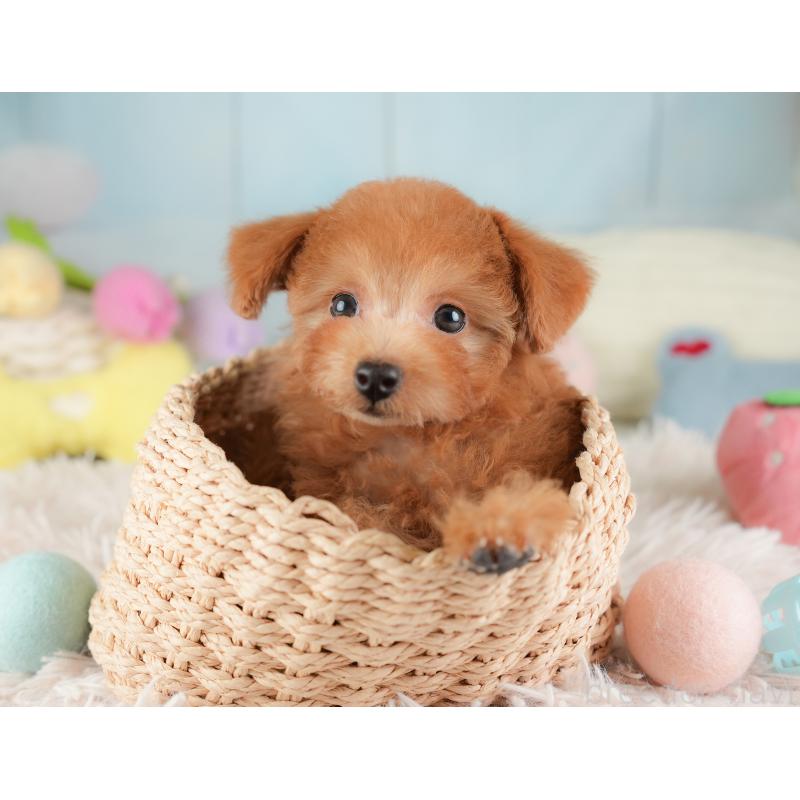 販売中の埼玉県のタイニープードル-448188の8枚目