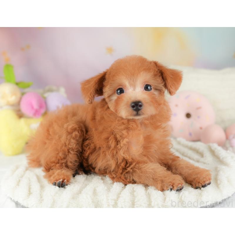 販売中の埼玉県のタイニープードル-448188の7枚目