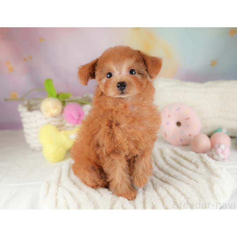 販売中の埼玉県のタイニープードル-448188の6枚目