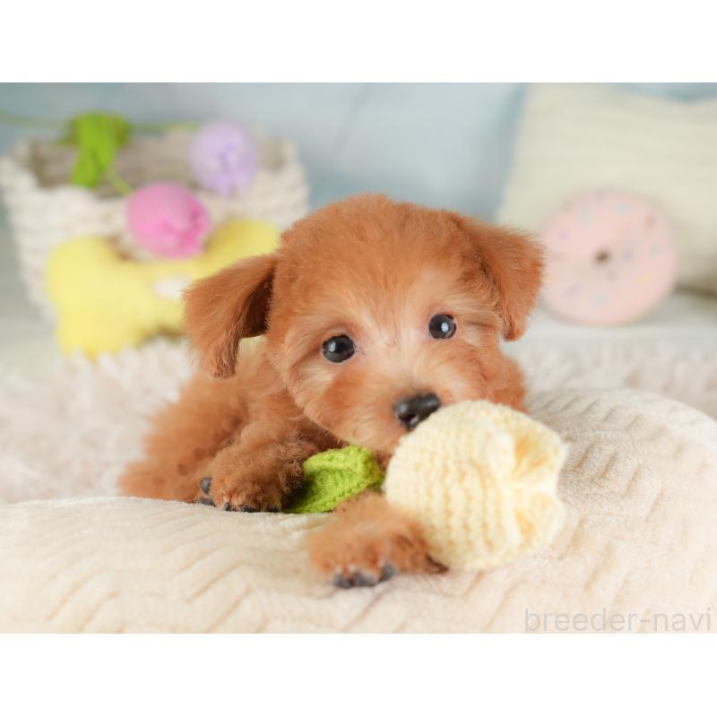 販売中の埼玉県のタイニープードル-448188の5枚目