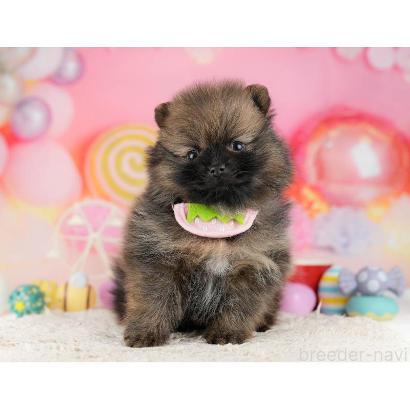 販売中の千葉県のポメラニアン-448556の11枚目