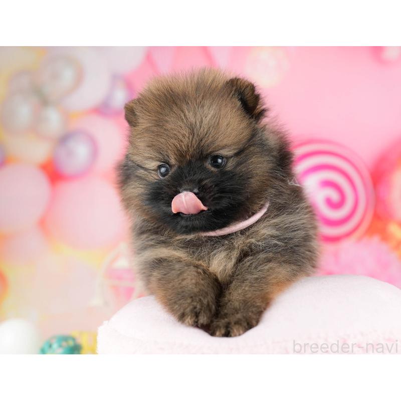 販売中の千葉県のポメラニアン-448556の10枚目