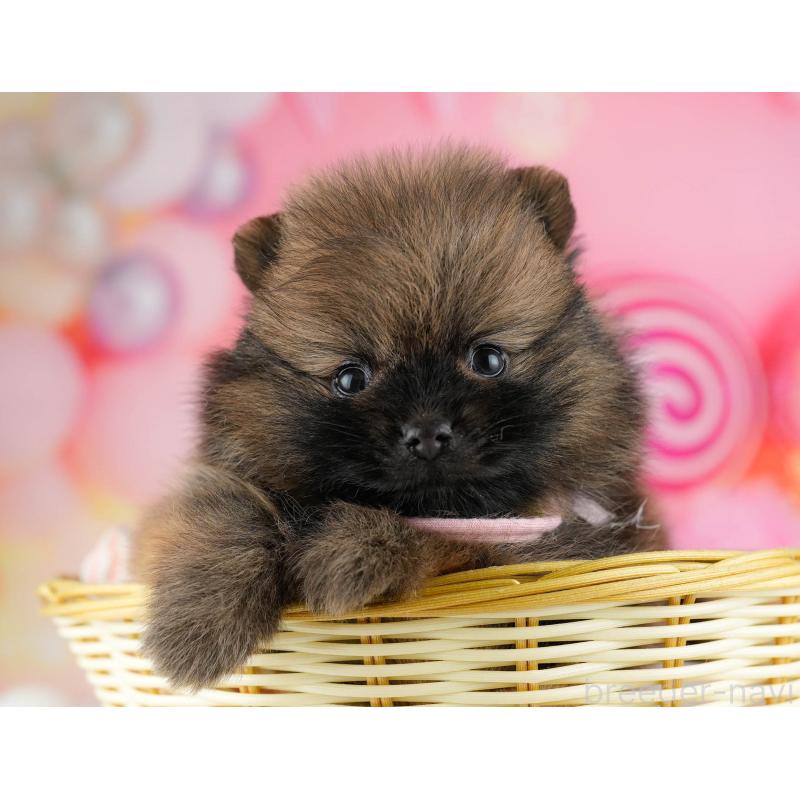 販売中の千葉県のポメラニアン-448556の9枚目