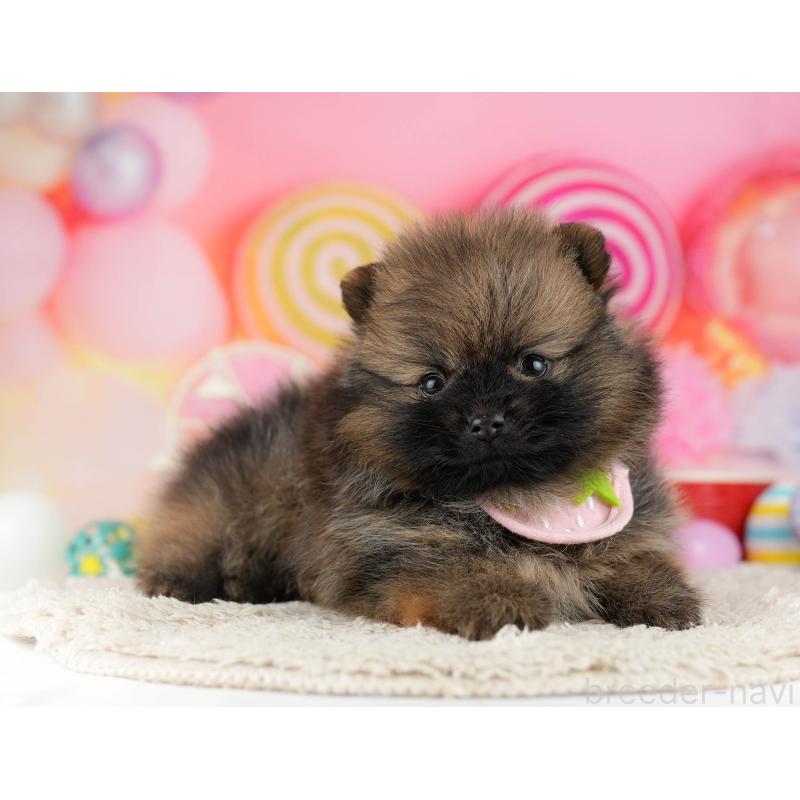 販売中の千葉県のポメラニアン-448556の8枚目