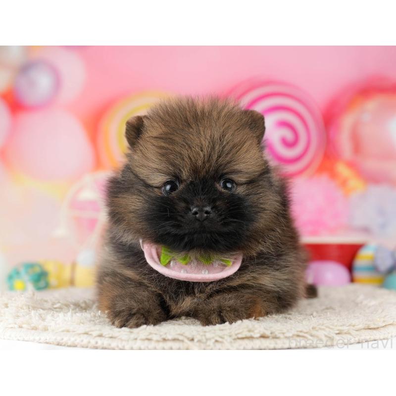 販売中の千葉県のポメラニアン-448556の7枚目