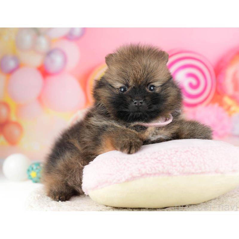 販売中の千葉県のポメラニアン-448556の6枚目