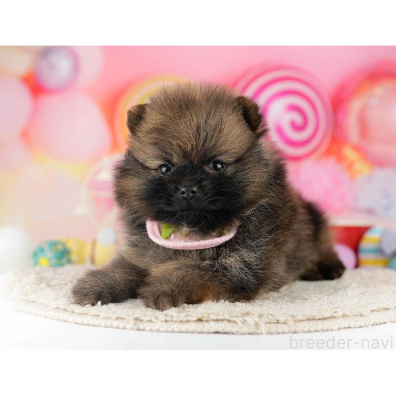 販売中の千葉県のポメラニアン-448556の5枚目