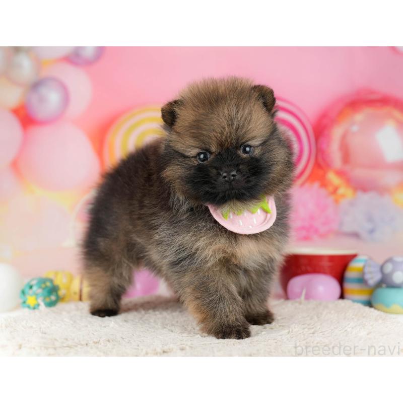 販売中の千葉県のポメラニアン-448556の4枚目