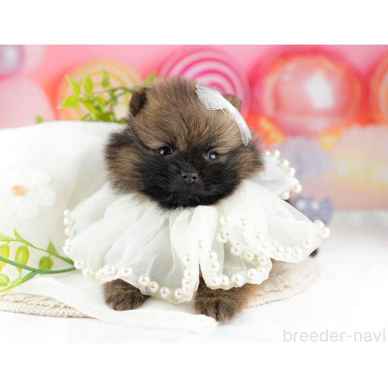 販売中の千葉県のポメラニアン-448556の3枚目