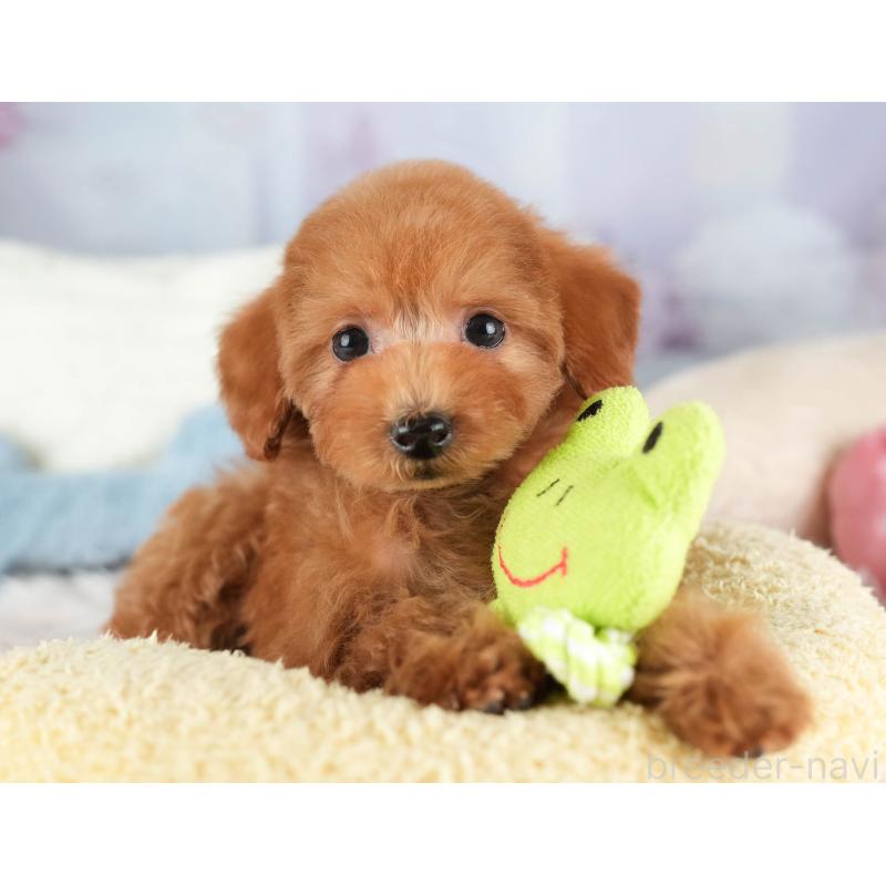 販売中の埼玉県のタイニープードル-448187の11枚目