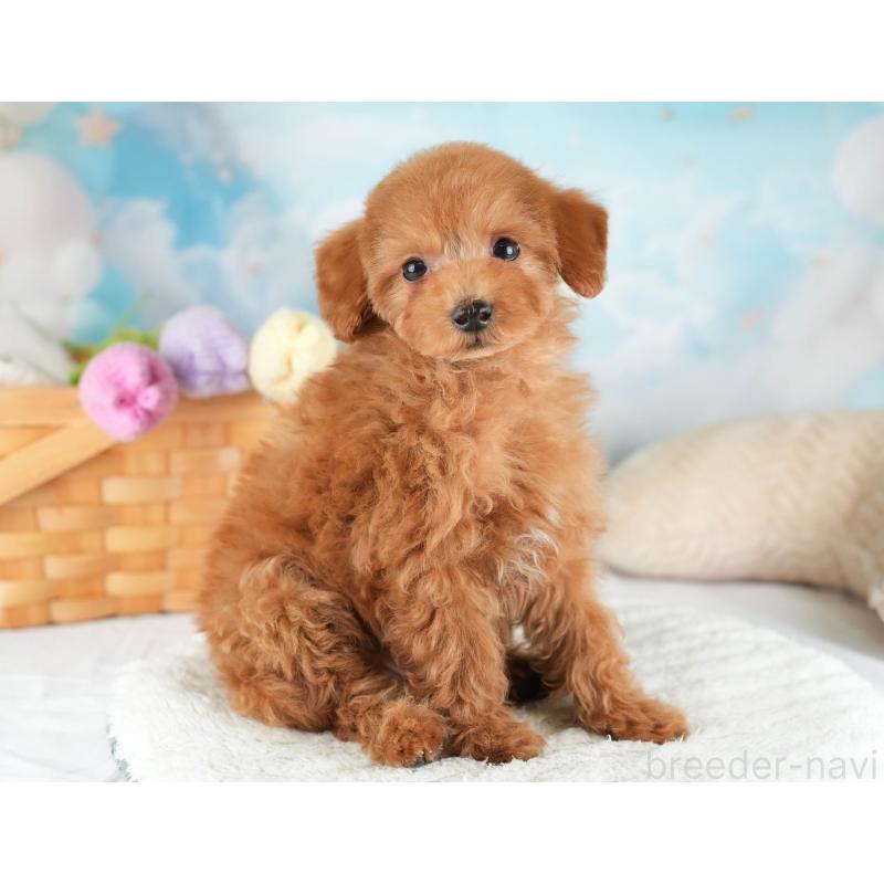 販売中の埼玉県のタイニープードル-448187の10枚目