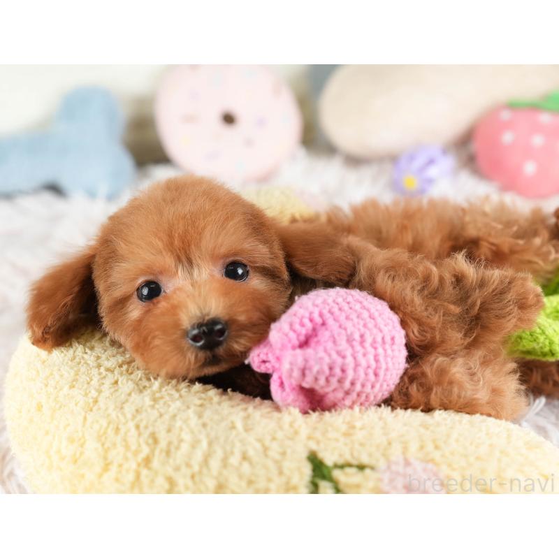 販売中の埼玉県のタイニープードル-448187の9枚目