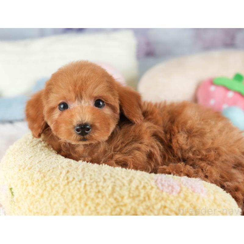 販売中の埼玉県のタイニープードル-448187の5枚目