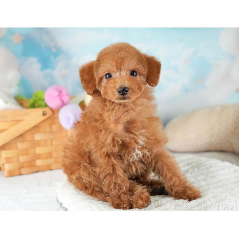 販売中の埼玉県のタイニープードル-448187の4枚目