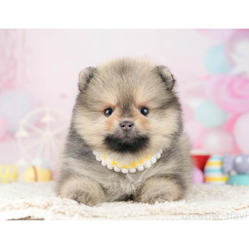 販売中の千葉県のポメラニアン-448554の1枚目