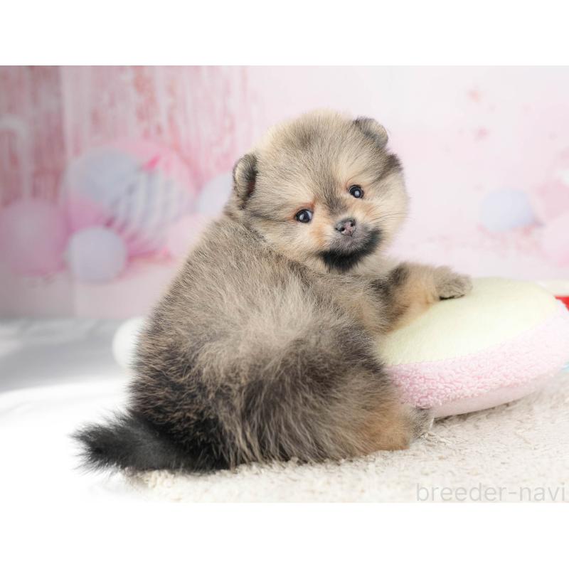 販売中の千葉県のポメラニアン-448554の10枚目