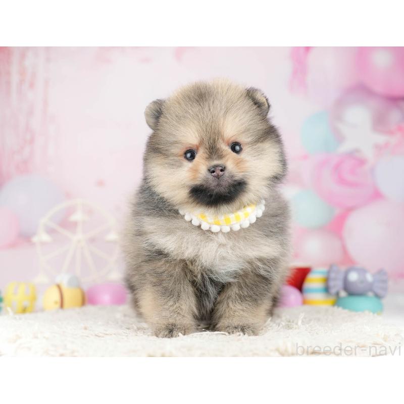 販売中の千葉県のポメラニアン-448554の9枚目