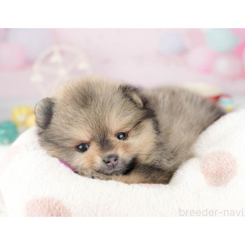 販売中の千葉県のポメラニアン-448554の8枚目