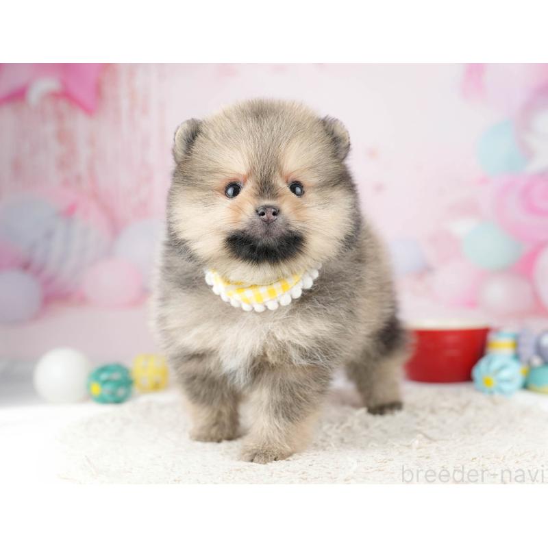 販売中の千葉県のポメラニアン-448554の7枚目