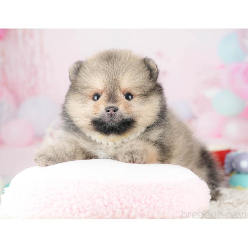 販売中の千葉県のポメラニアン-448554の6枚目