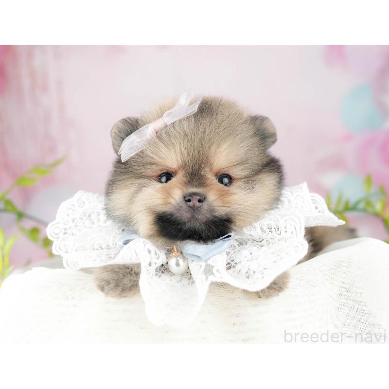 販売中の千葉県のポメラニアン-448554の5枚目