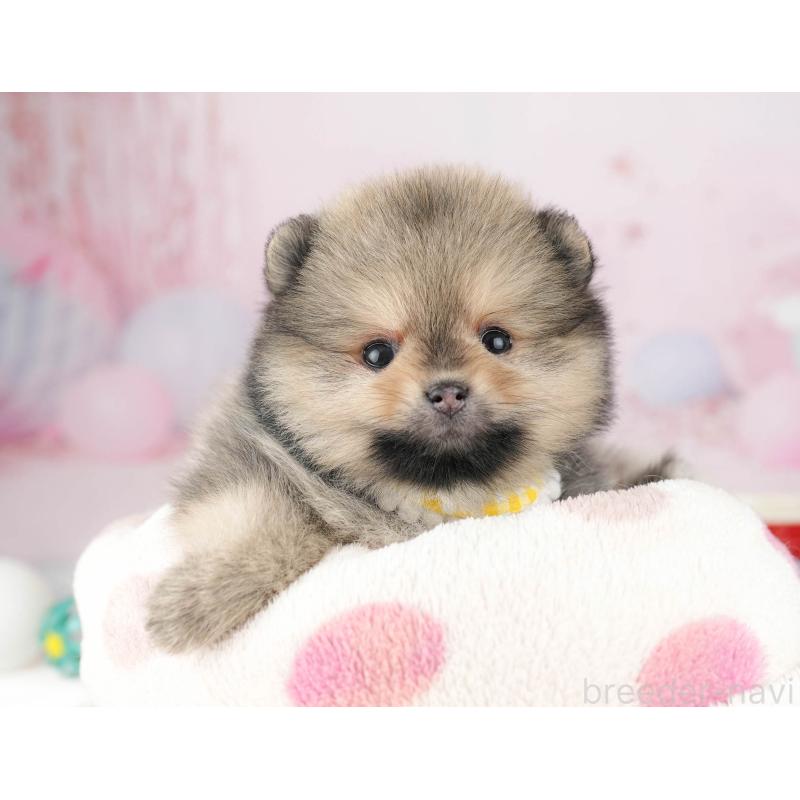 販売中の千葉県のポメラニアン-448554の4枚目