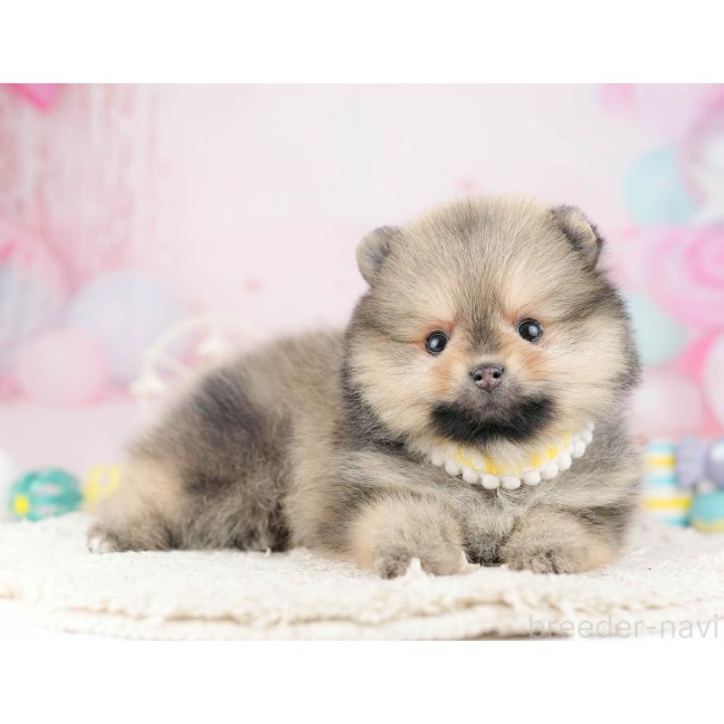 販売中の千葉県のポメラニアン-448554の3枚目