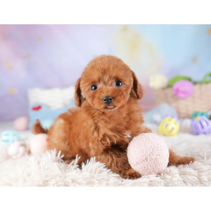 販売中の埼玉県のタイニープードル-448184の12枚目