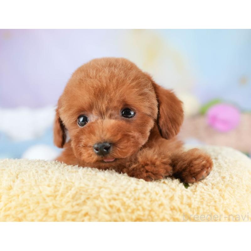 販売中の埼玉県のタイニープードル-448184の11枚目