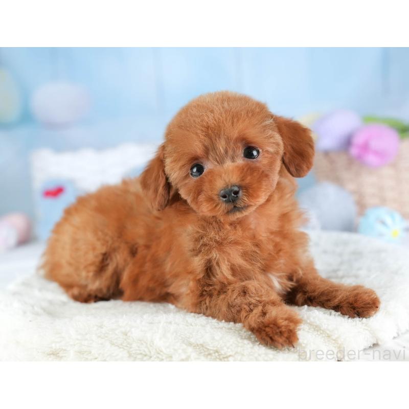 販売中の埼玉県のタイニープードル-448184の9枚目