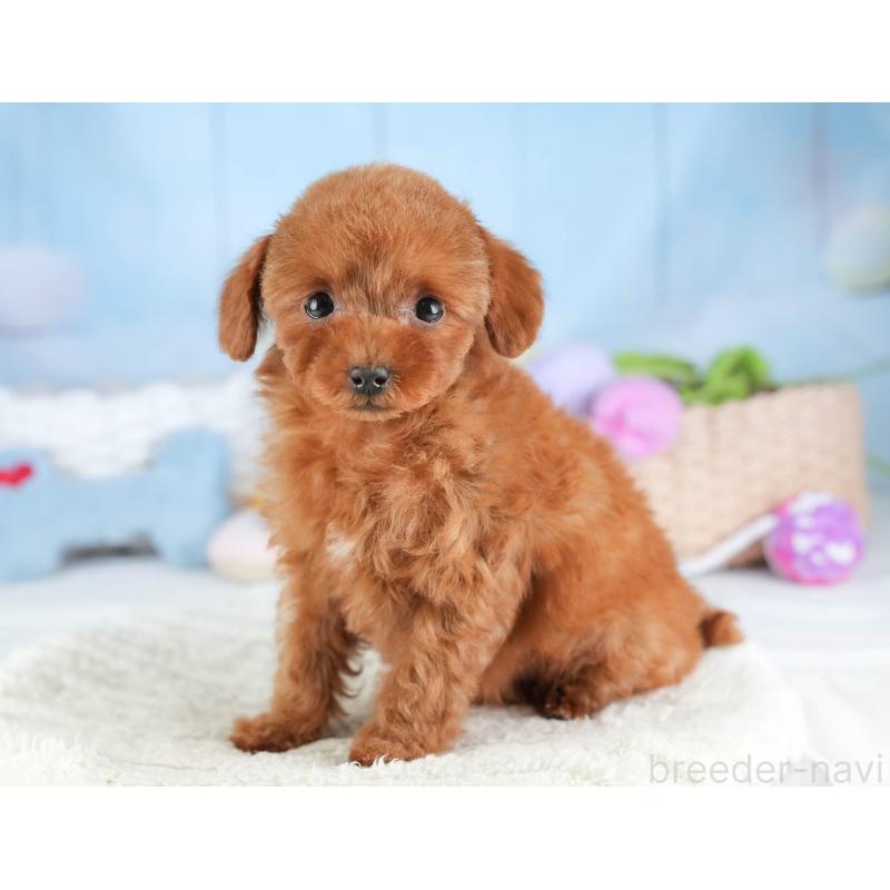 販売中の埼玉県のタイニープードル-448184の8枚目