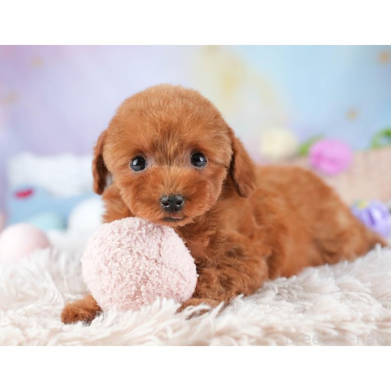 販売中の埼玉県のタイニープードル-448184の5枚目