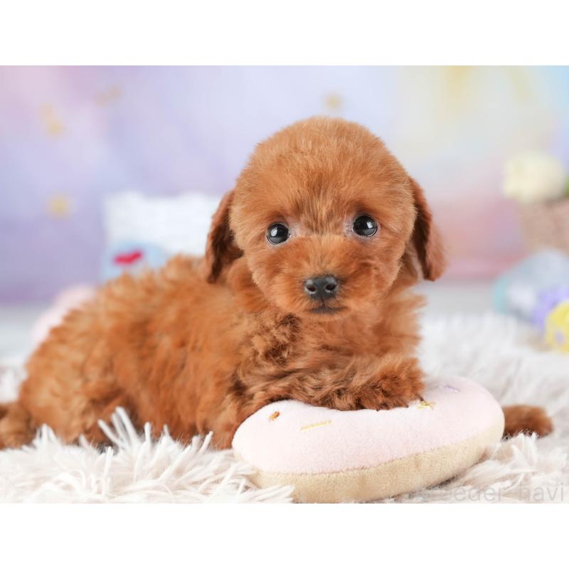 販売中の埼玉県のタイニープードル-448184の4枚目