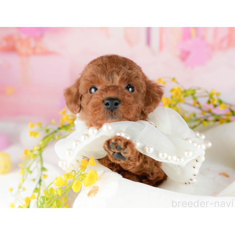 販売中の千葉県のトイプードル-448552の11枚目