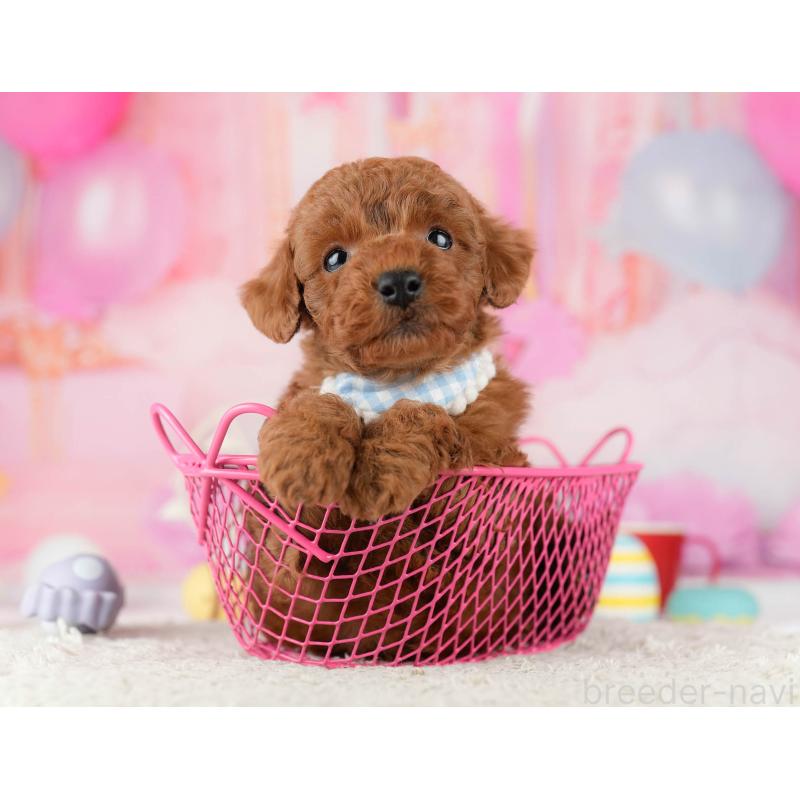 販売中の千葉県のトイプードル-448552