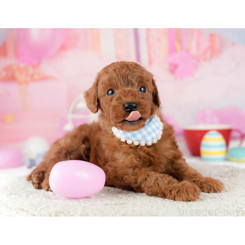 販売中の千葉県のトイプードル-448552の10枚目