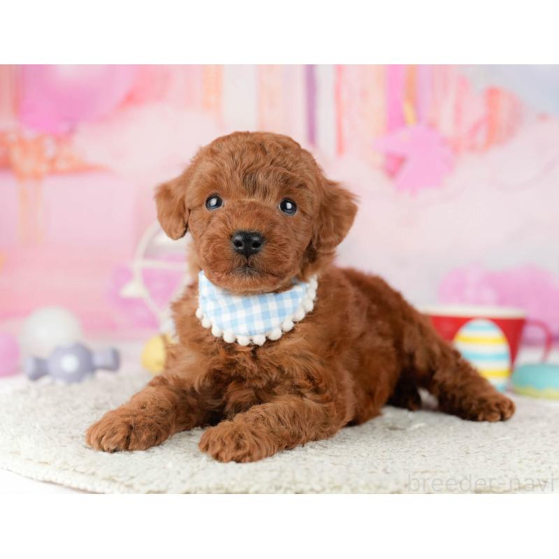 販売中の千葉県のトイプードル-448552の9枚目