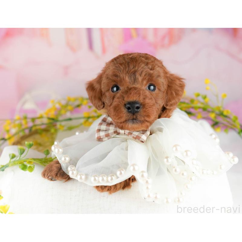 販売中の千葉県のトイプードル-448552の8枚目